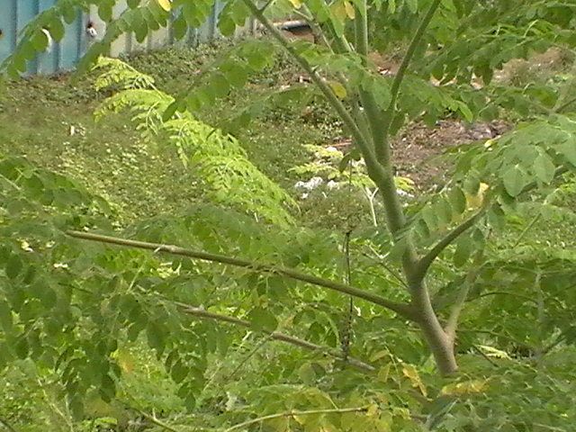 H1190022.JPG
