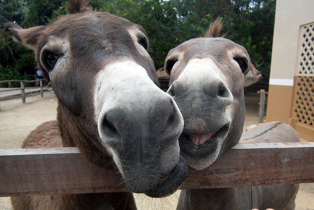 maxpixel.freegreatpicture.com-Ass-Donkeys-Laugh-Cute-Happy-Animal-Smiles-1085352.jpg