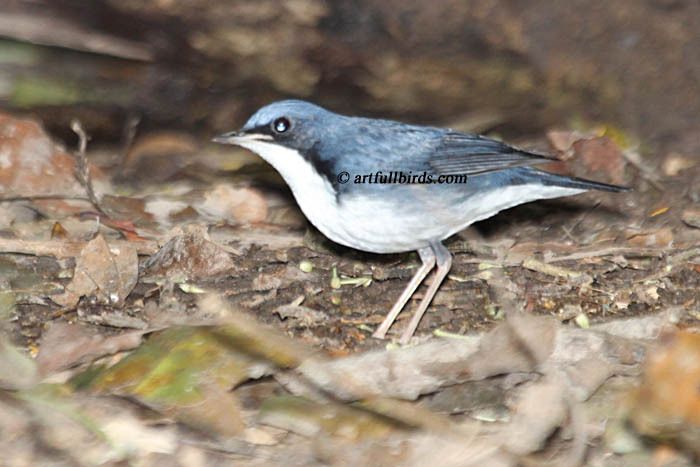 ikatan-aceh-cyornis-ruckii.jpg