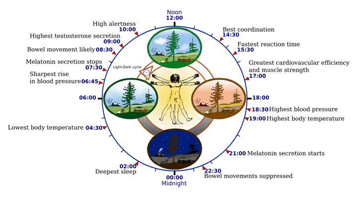 sleep cycle.JPG