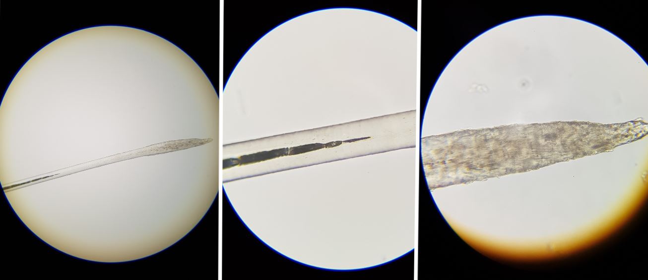 Dog Hair Under The Microscope 🔬 — Steemit