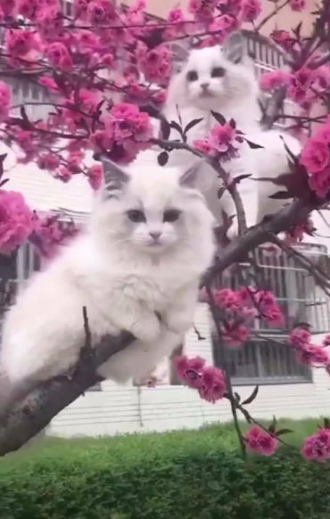 beautiful sweet cats setting on a flower tree.png