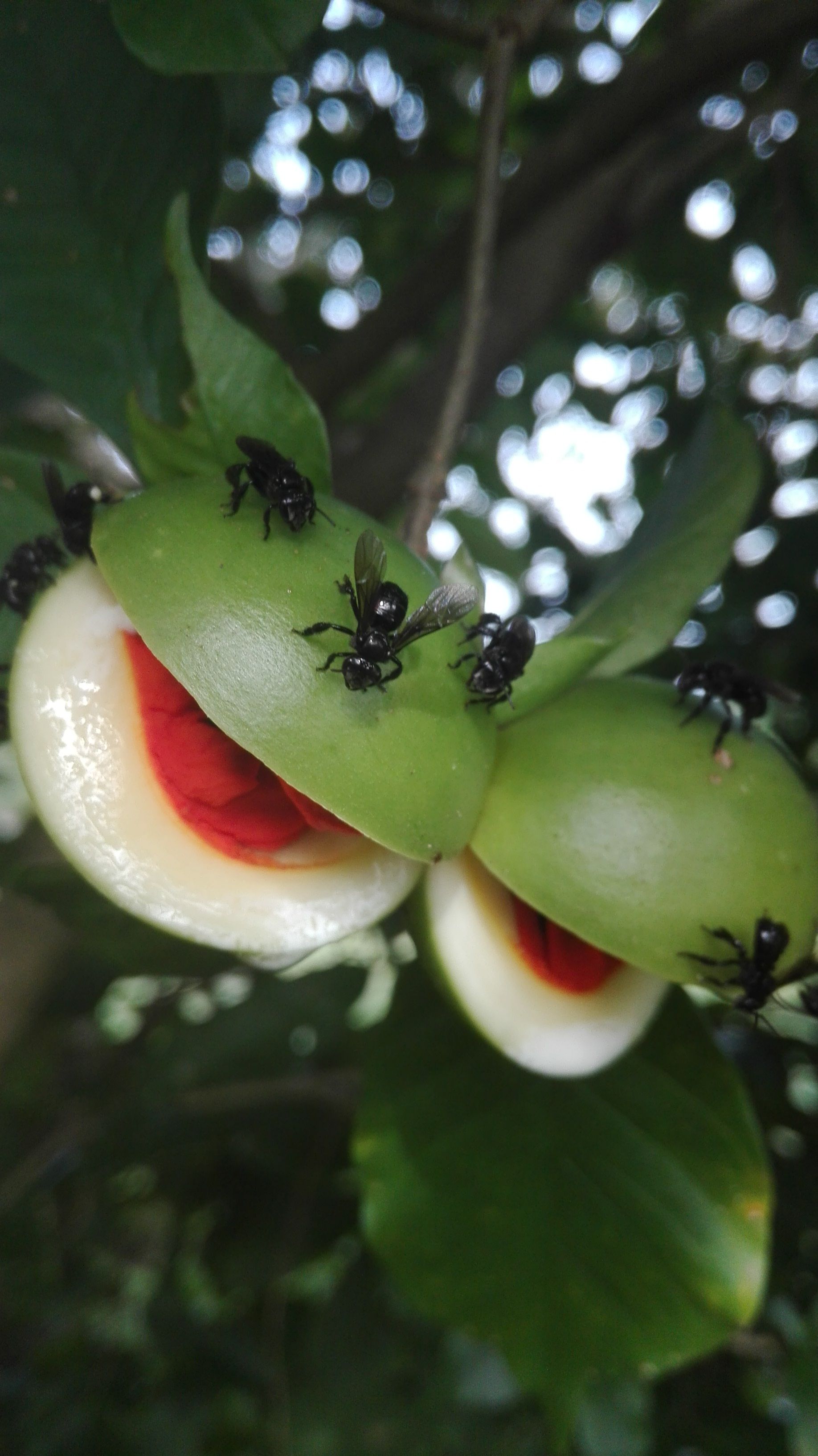 Monkey Balls Plant