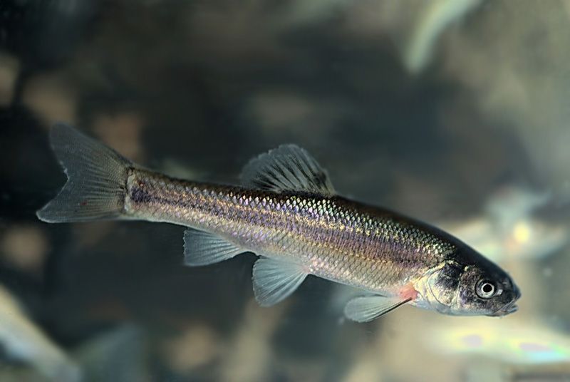 minnow1.jpg