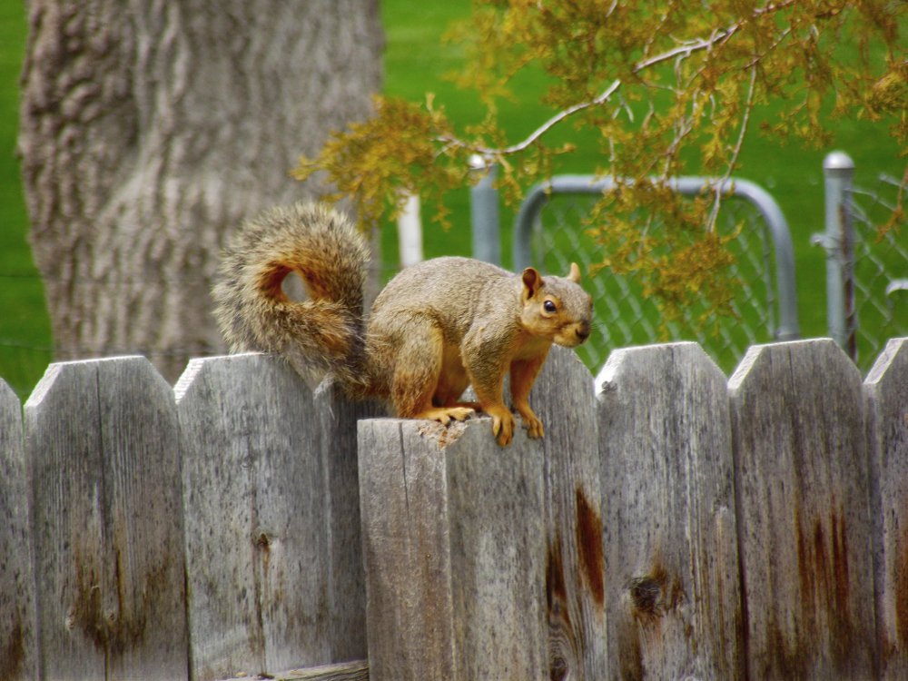 peanut the squirrel, friends, jeronimorubio, daily pet photography (5).jpg