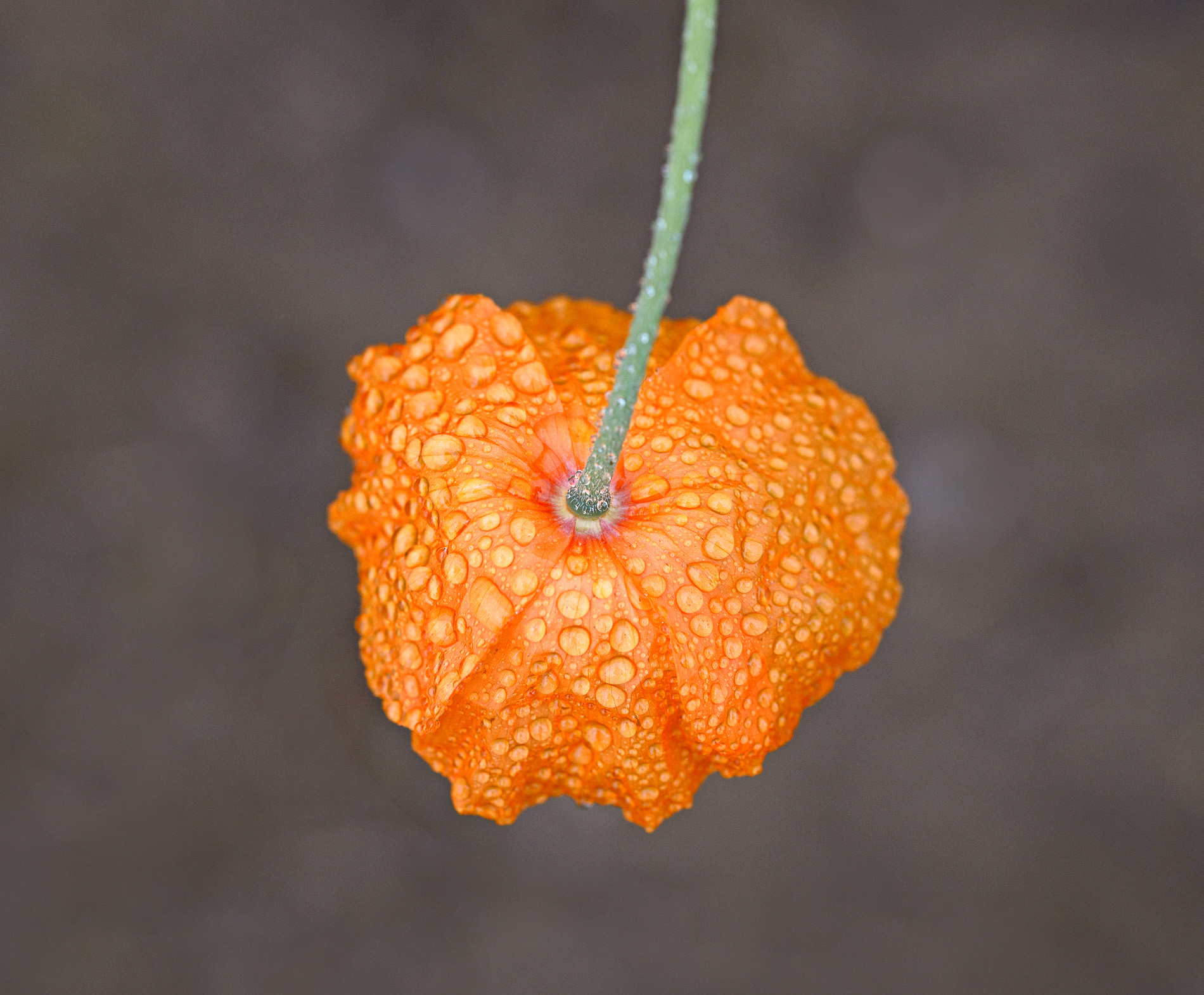 Droplets on an orange poppie