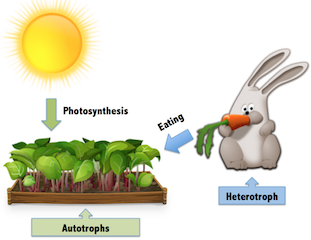 autotroph_heterotroph_diagram.png