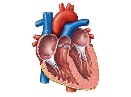 1453148715_Human_Heart_Anatomy.jpe