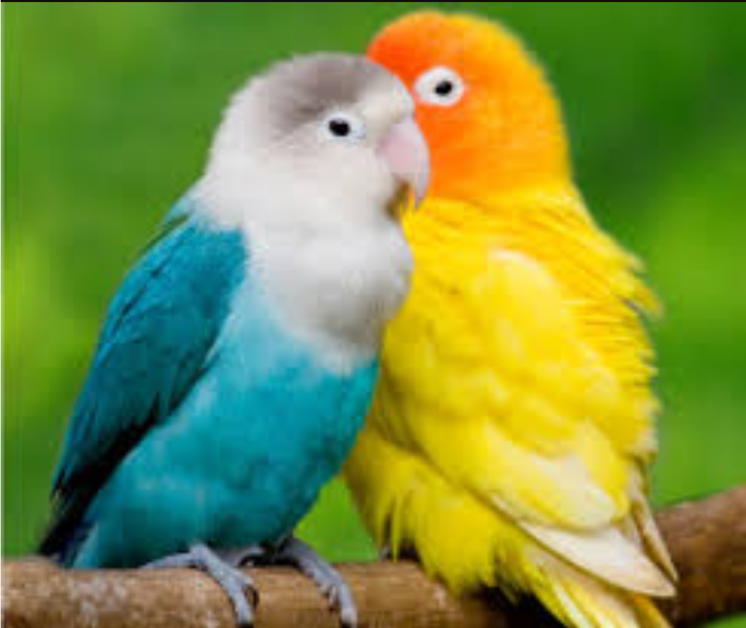 Burung Berpacaran Bird Dating Steemit