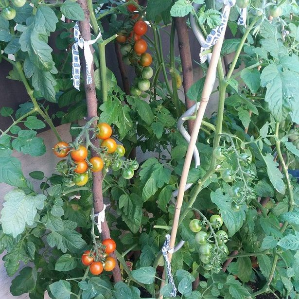 cherry tomatoes 2017a.jpg