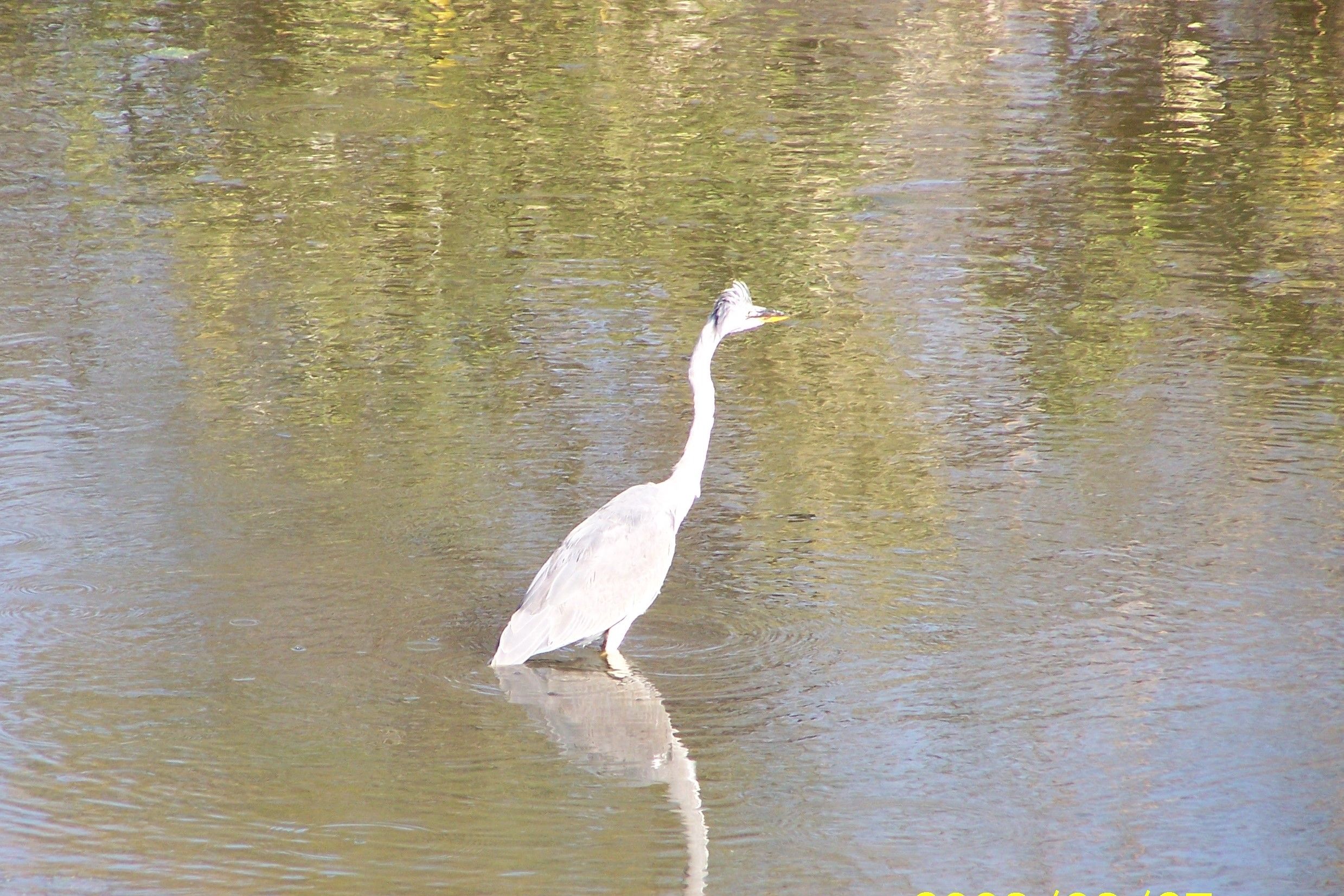 KNP Satara-Lower Sabi 2009 280.JPG