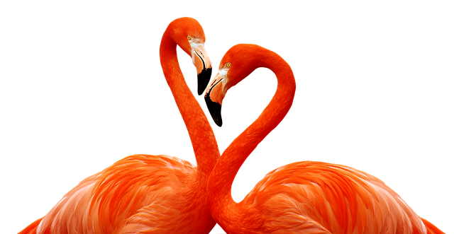 flamingo.png