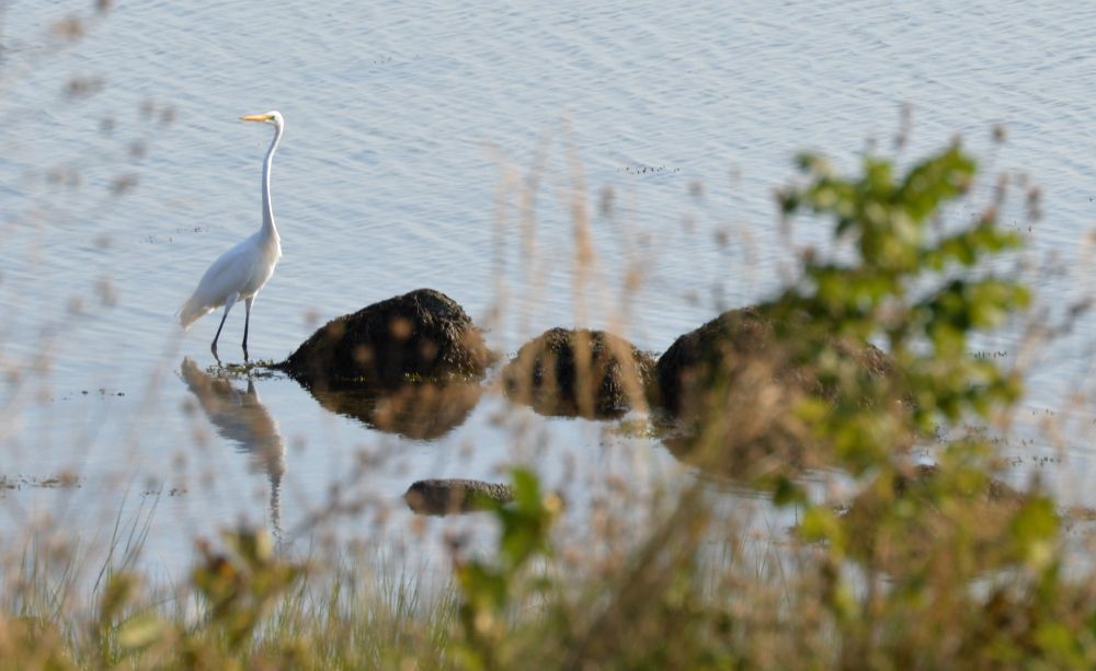 Egret0.jpg