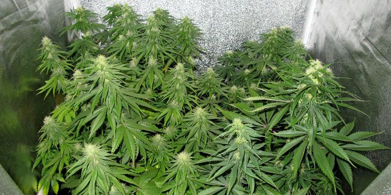 ideal-temperature-for-marijuana-plants-36483-w800.jpg