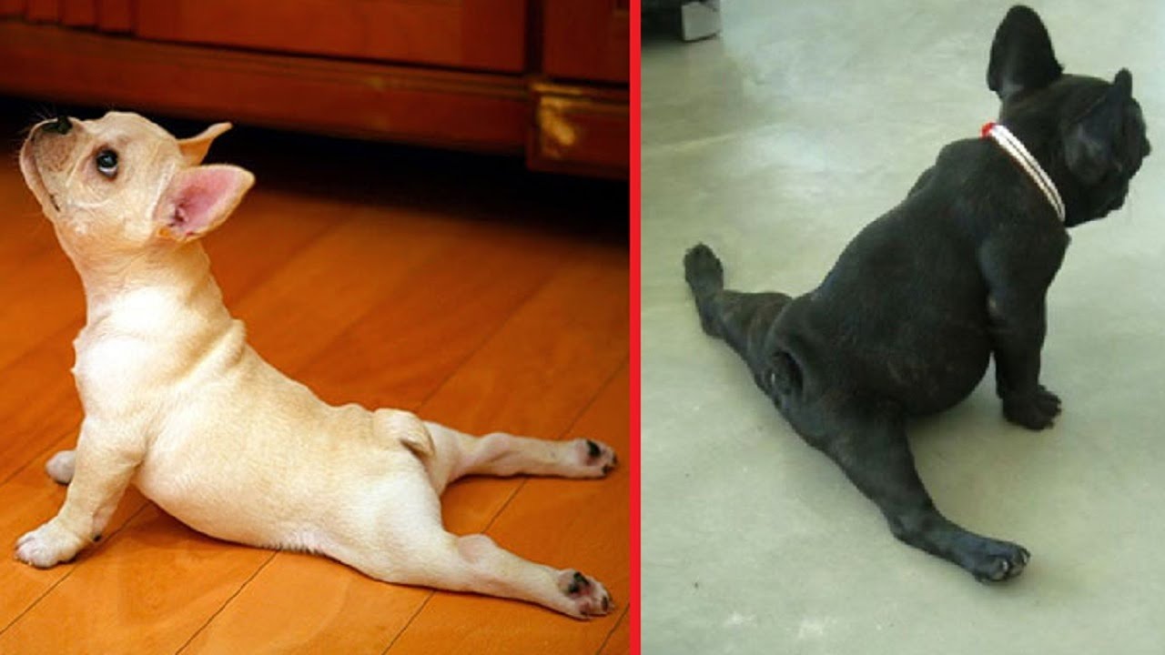 Hilarious Yoga Dogs! (9 photos)