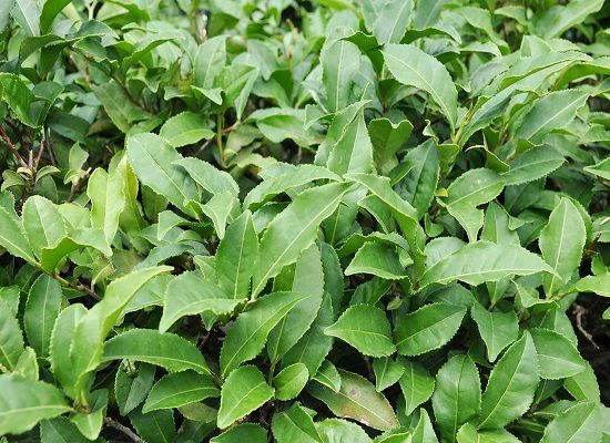 Camellia_sinensis_Tea_Plant_ჩაი.JPG