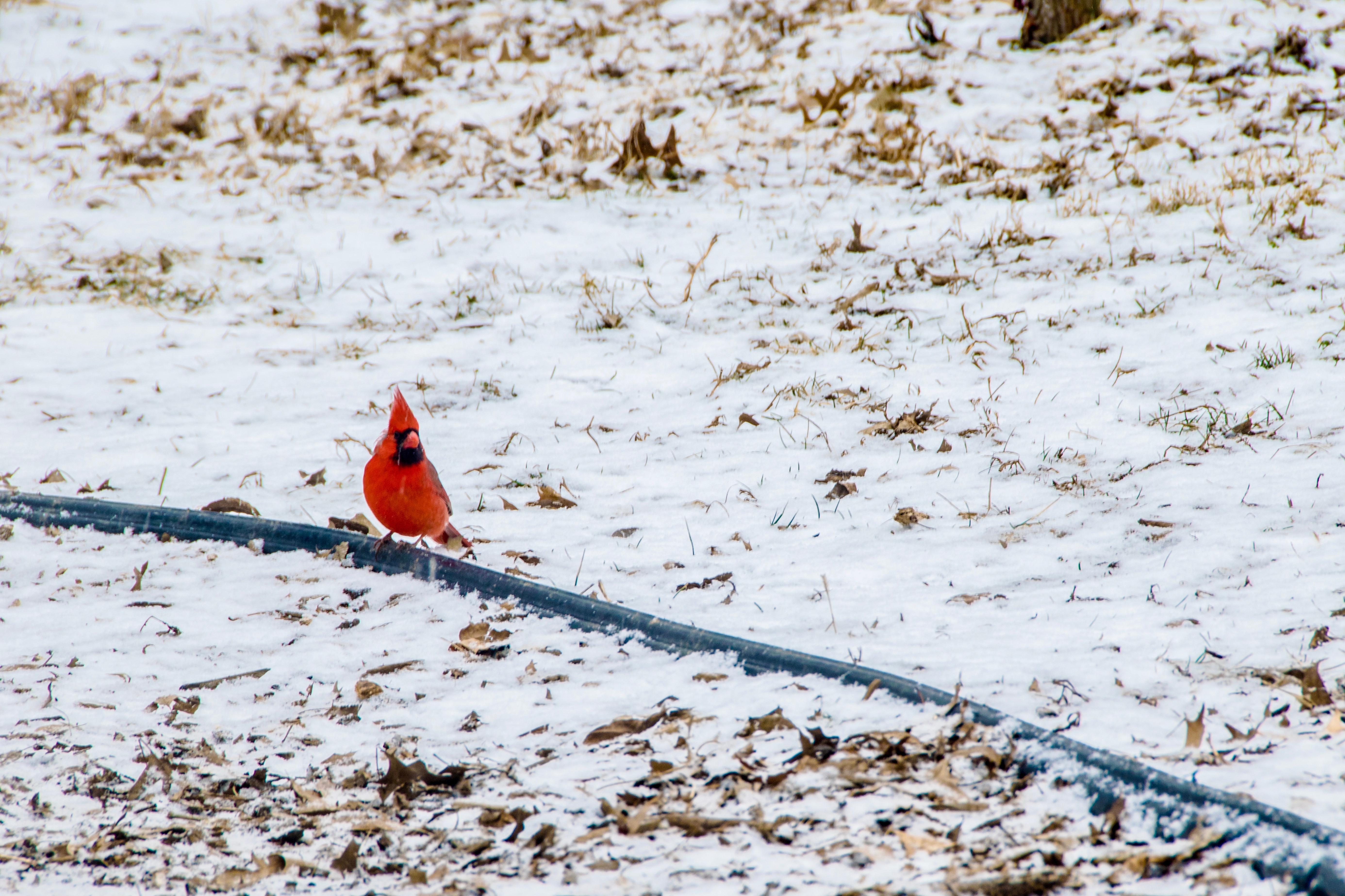 DSC_0621.jpg