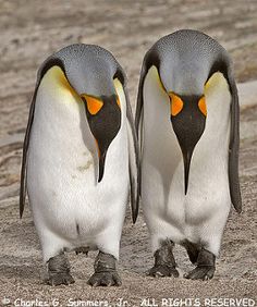 429d8ab7fea74f71f85b1410425e2895--behavior-king-penguin.jpg