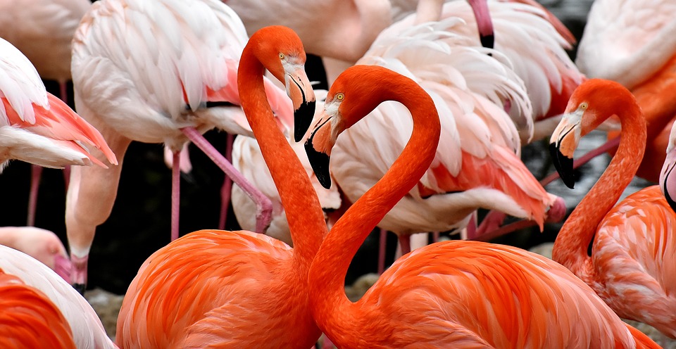 flamingo-3309628_960_720.jpg