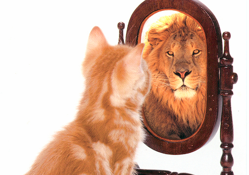 Cat-mirror-lion.png