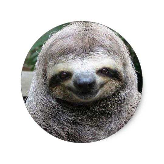 sloth.jpg