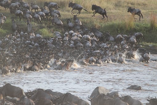 wildebeest-migration-2322110__340.jpg