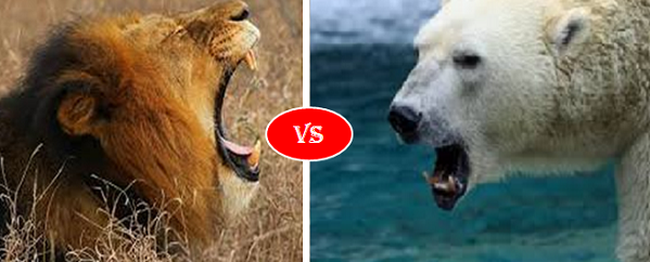 African lion vs Polar Bear.png