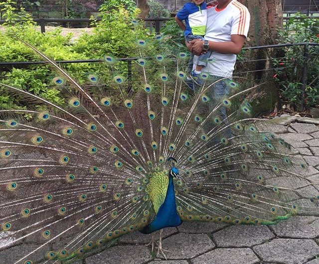 pavo real.jpg