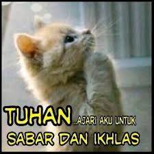 kucing.jpg