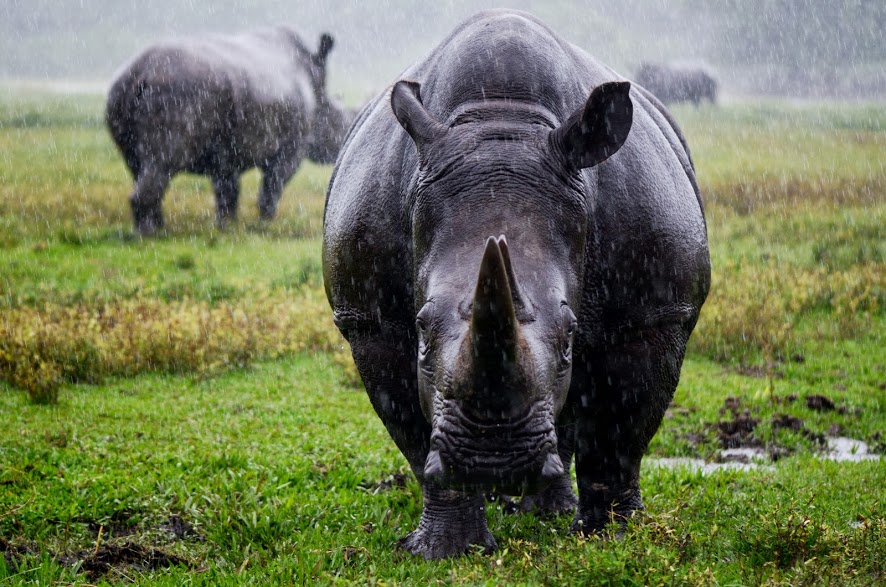 rinoceronte-negro-1.jpg