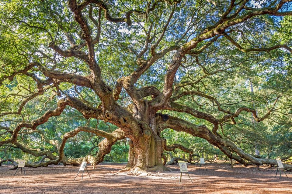 Angel Oak Tree 2.jpg