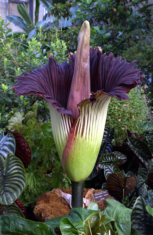 Titan-arum1web.jpg