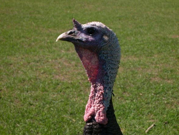 steemit  Roak wild-turkey.jpg