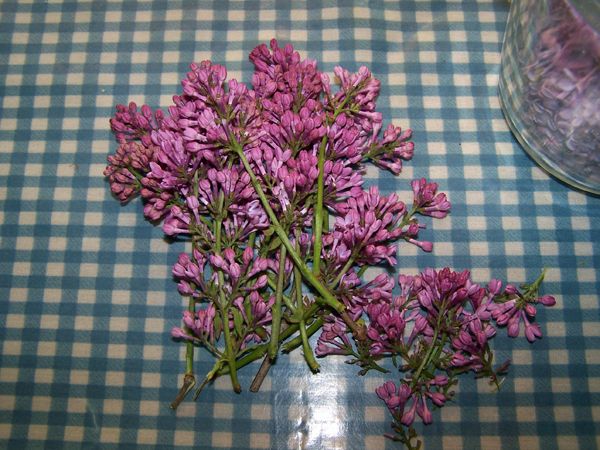 Lilac jelly - processing lilacs - buds crop May 2018.jpg