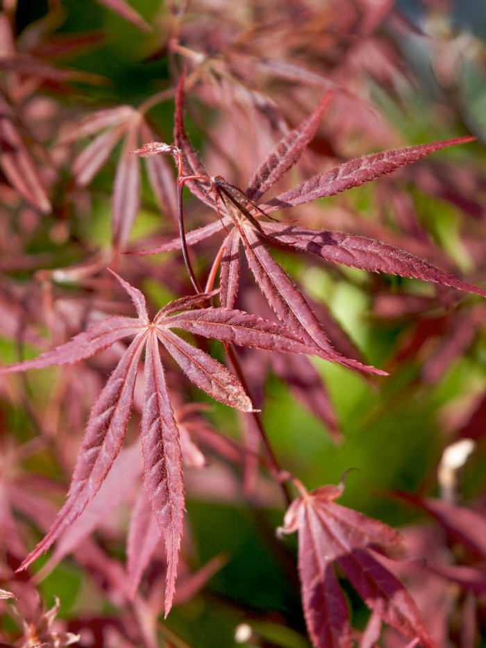 Japanese maple.jpg