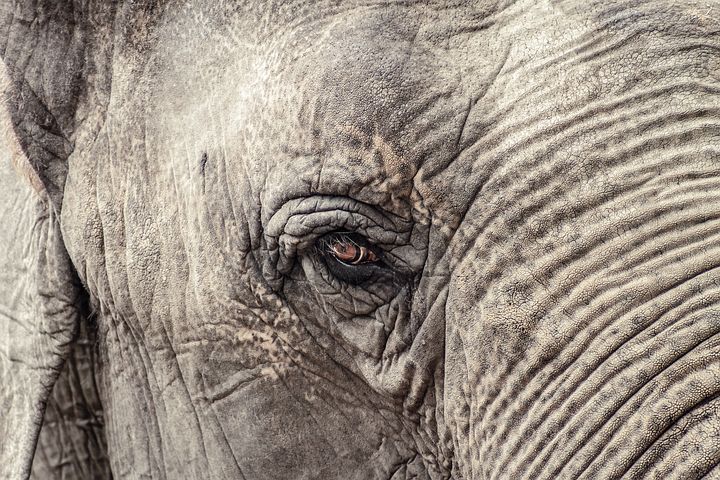 elephant-1599763__480.jpg