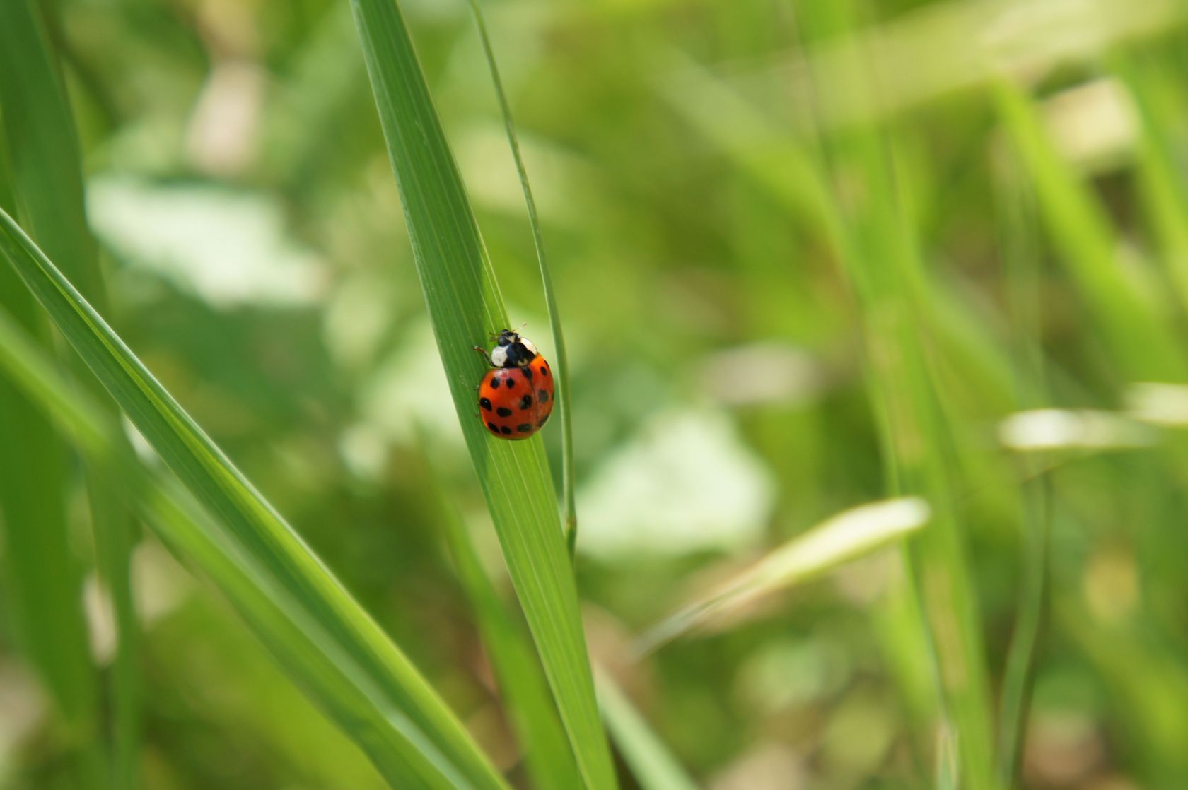 ladybug-1.jpg