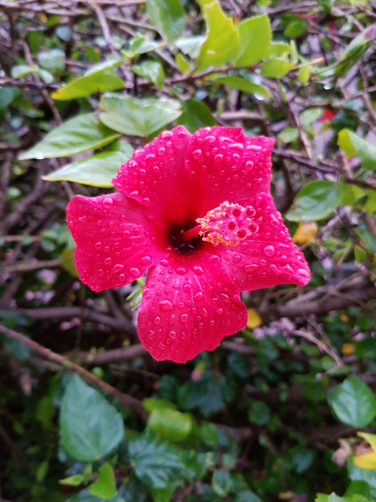 Flower-after-rain.jpeg