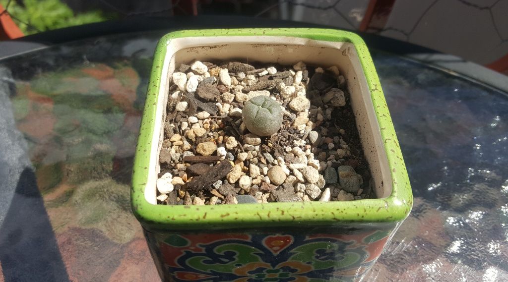 My little Peyote plant 1.jpg