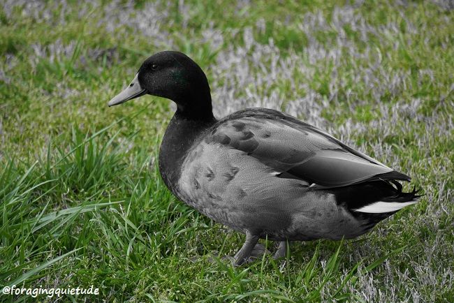 duck.jpg