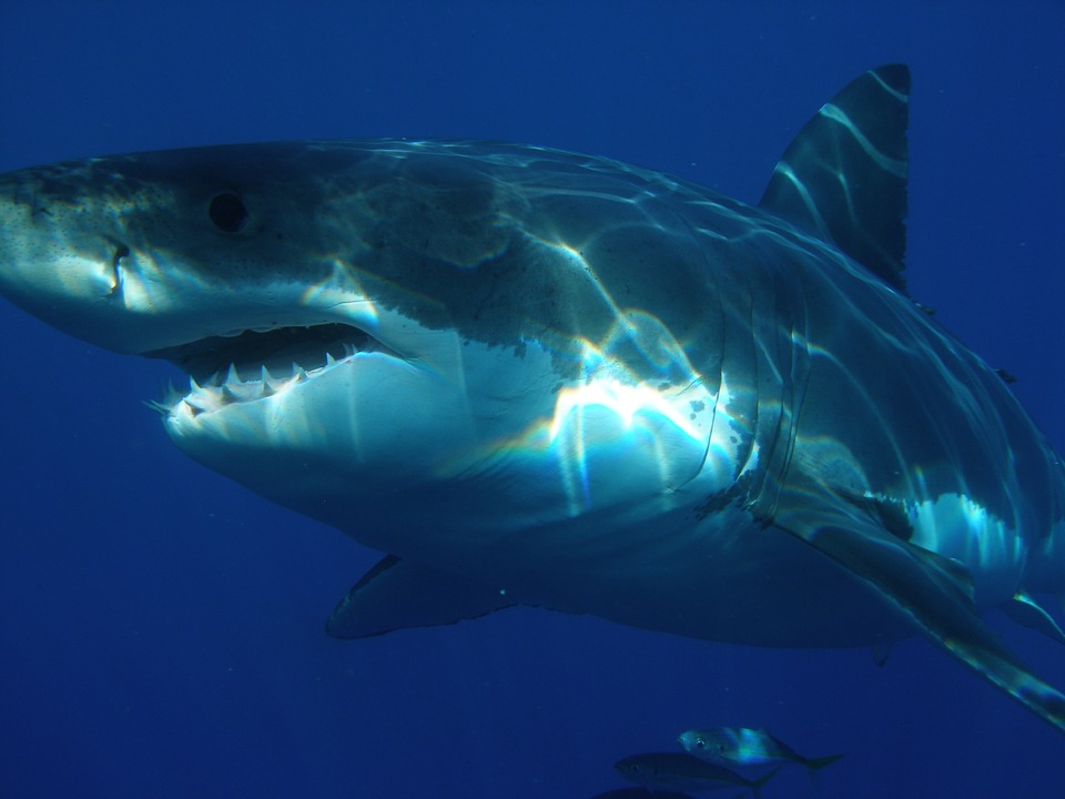 great-white-shark-398276_960_720.jpg