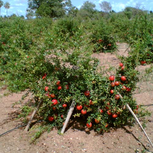 tomato-tree-301235.jpg