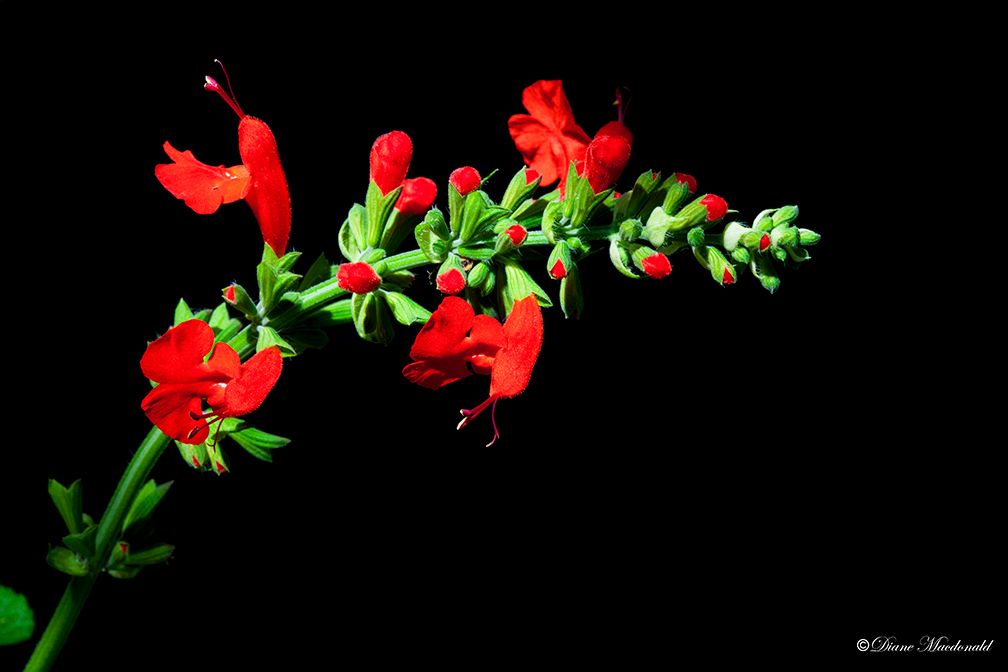 red salvia.jpg