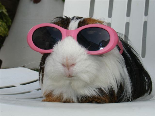 Cool-Picture-Of-Dog-In-Sun-Glasses-Funny-Animal.jpg