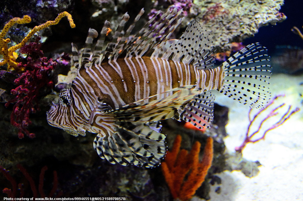 Lion Fish-001-091416.jpg