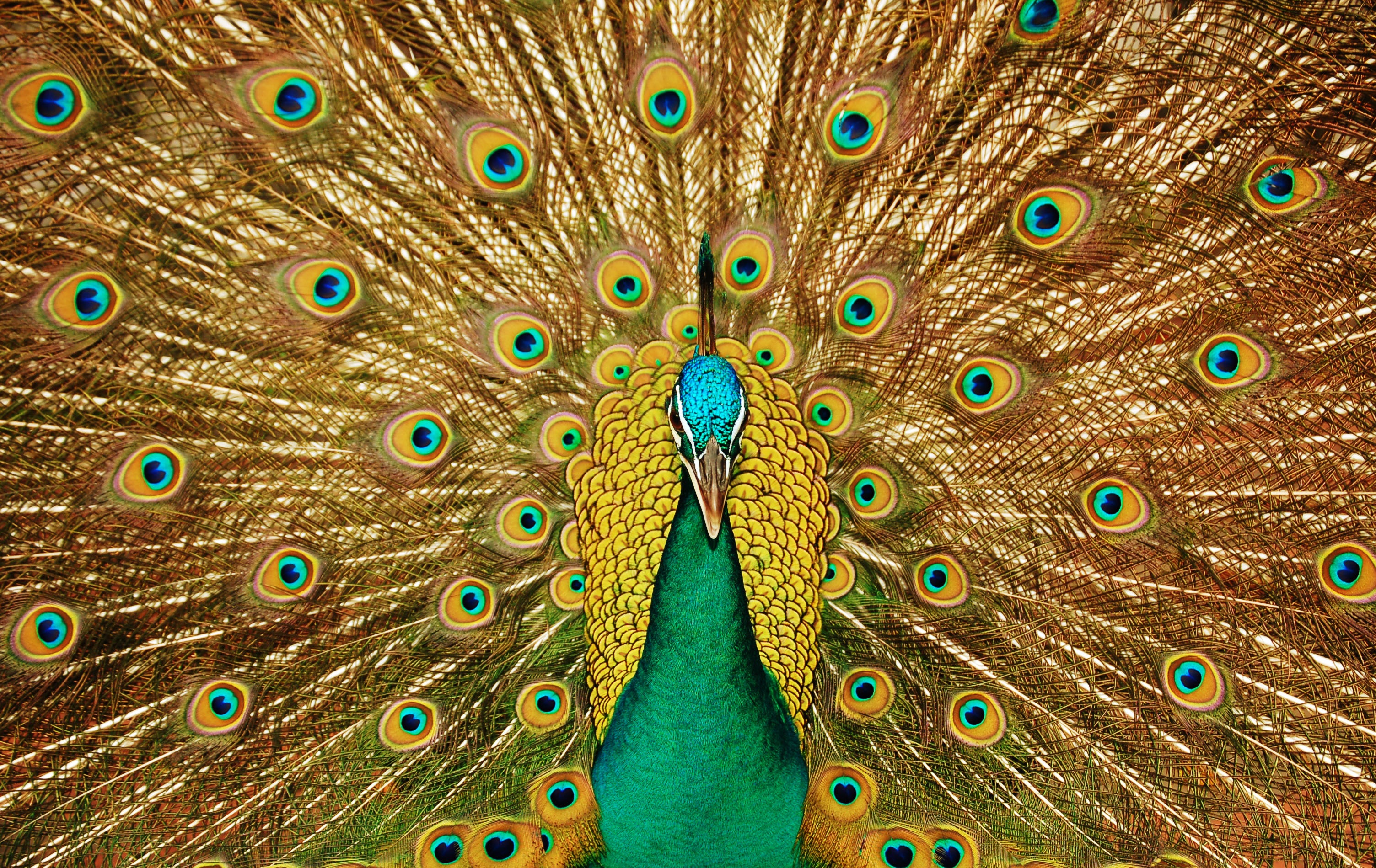 peacock-3098451.jpg