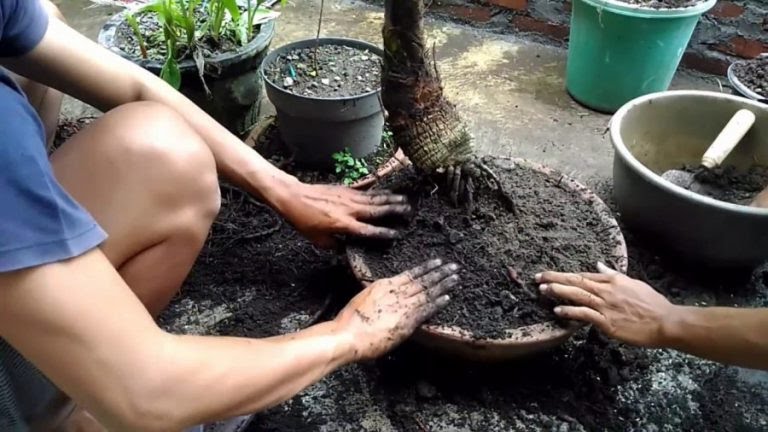 Cara-membuat-bonsai-kelapa-bercabang.jpg