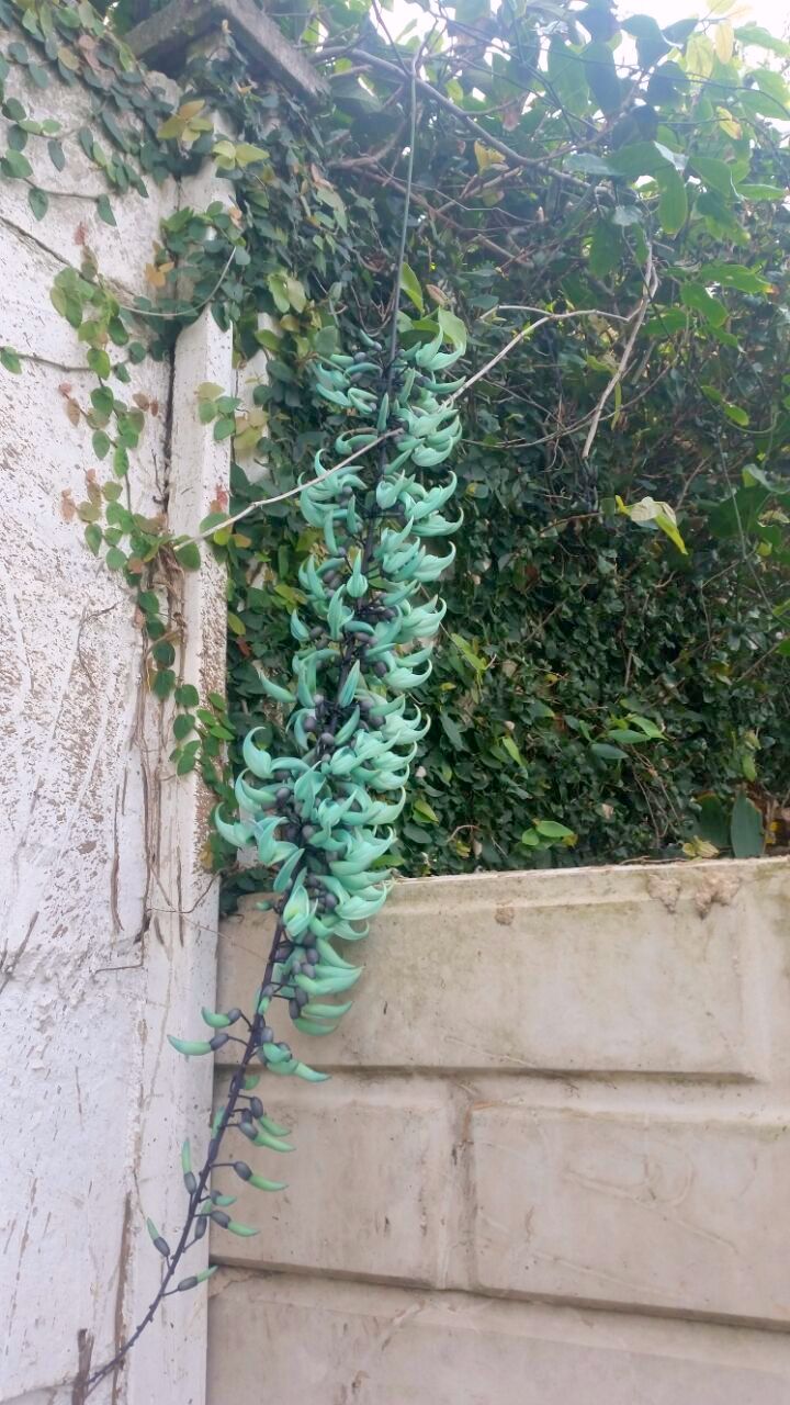 Jade vine in my son's yard.jpg
