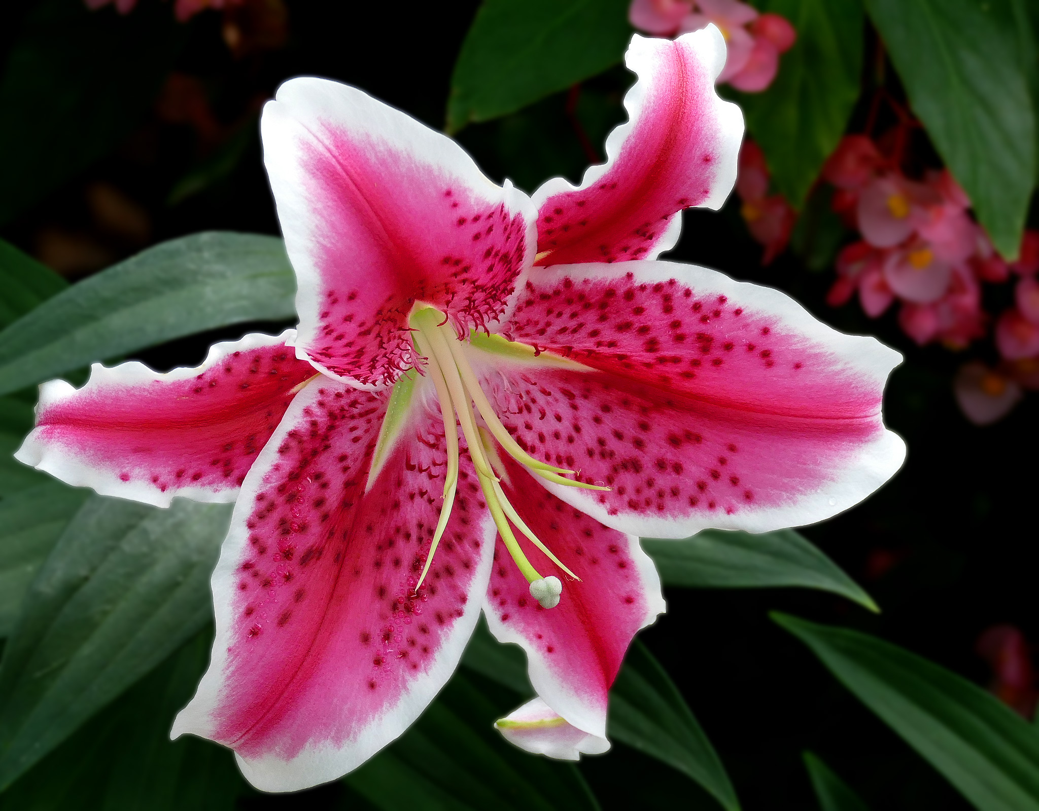 Lilium_Oriental_hybrid_--_Lilium_orientalis_-_'Stargazer'.jpg