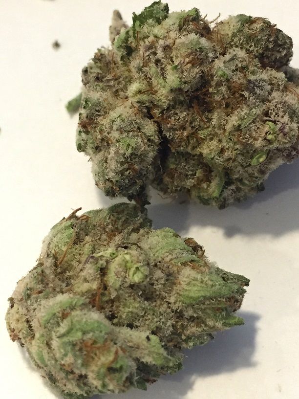 Zookies - 24% THC - Indica Dominant Hybrid — Steemit